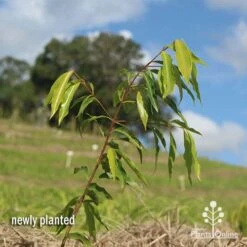 Waterhousea Sweeper - Weeping Lilly Pilly -Bloom Field Shop apo waterhousea sweeper 1