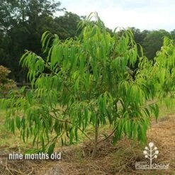 Waterhousea Sweeper - Weeping Lilly Pilly -Bloom Field Shop apo waterhousea sweeper 2