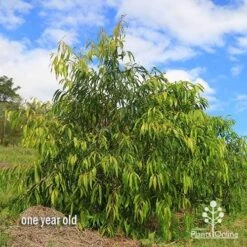 Waterhousea Sweeper - Weeping Lilly Pilly -Bloom Field Shop apo waterhousea sweeper 3