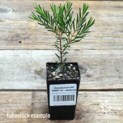 Chamelaucium MY SWEET 16™ - Waxflower -Bloom Field Shop apo wax sweet 16