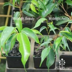 Ficus Benjamina Midnight Beauty - Weeping Fig -Bloom Field Shop apo weeping fig leaf size