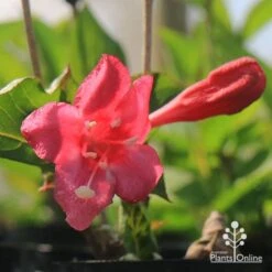 Weigela Eva Rathke -Bloom Field Shop apo weigela eva rathke flower and bud