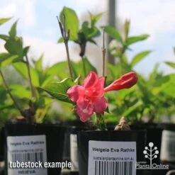 Weigela Eva Rathke -Bloom Field Shop apo weigela eva rathke tubestock in flower
