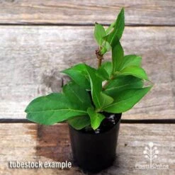 Weigela Eva Rathke -Bloom Field Shop apo weigela eva rathke tubestock top