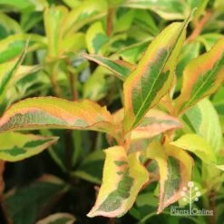 Weigela Variegated -Bloom Field Shop apo weigela variegated colour