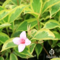 Weigela Variegated -Bloom Field Shop apo weigela variegated flower leaf