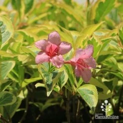 Weigela Variegated -Bloom Field Shop apo weigela variegated flowers