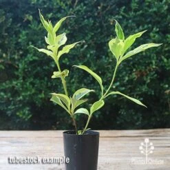 Weigela Variegated -Bloom Field Shop apo weigela variegated tubetock