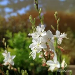 Gaura White -Bloom Field Shop apo white gaura flowers2