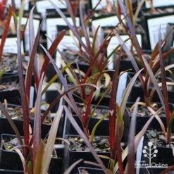 Crinum Wine Time - Swamp Lily -Bloom Field Shop apo wine time tubestocks and fly