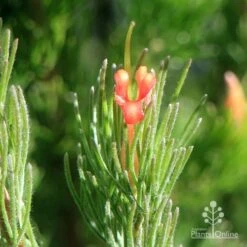 Adenanthos - Woolly Bush -Bloom Field Shop apo woolly bush flower closeup
