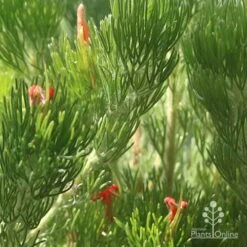 Adenanthos - Woolly Bush -Bloom Field Shop apo woolly bush in flowercrop