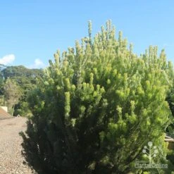 Adenanthos - Woolly Bush -Bloom Field Shop apo woolly bush nursery