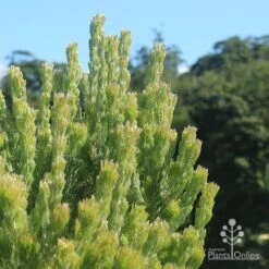 Adenanthos - Woolly Bush -Bloom Field Shop apo woolly bush profile