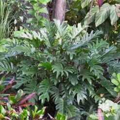 Philodendron Xanadu -Bloom Field Shop apo xanadu in tropical border