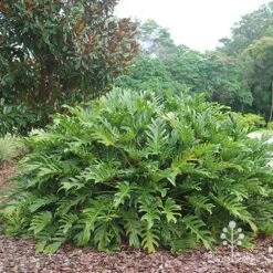 Philodendron Xanadu -Bloom Field Shop apo xanadu mature