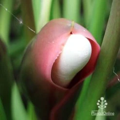 Philodendron Xanadu -Bloom Field Shop apo xanadu mature flowerbud