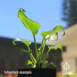 Philodendron Xanadu -Bloom Field Shop apo xanadu tubestock blue sky