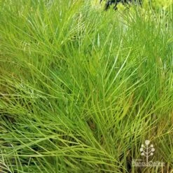 Grevillea Yamba Sunshine -Bloom Field Shop apo yamba sunshine foliage