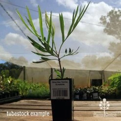 Grevillea Yamba Sunshine -Bloom Field Shop apo yamba sunshine tubestock side