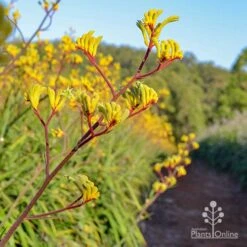 Anigozanthos Yellow Gem - Kangaroo Paw