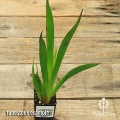 Anigozanthos Yellow Gem - Kangaroo Paw -Bloom Field Shop apo yellow gem tubestock
