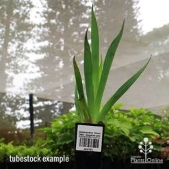 Anigozanthos Yellow Gem - Kangaroo Paw -Bloom Field Shop apo yellow gem tubestock2