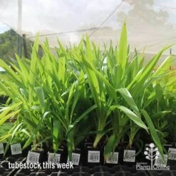 Yucca Elephantipes - Soft-tip Yucca -Bloom Field Shop apo yucca big