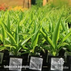 Yucca Elephantipes - Soft-tip Yucca -Bloom Field Shop apo yucca soft tip tubestock 1