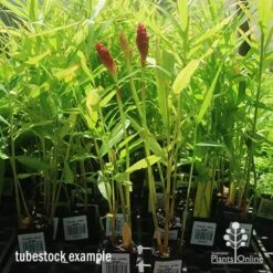 Zingiber - Edible Ginger -Bloom Field Shop apo zingiber flower tubestock
