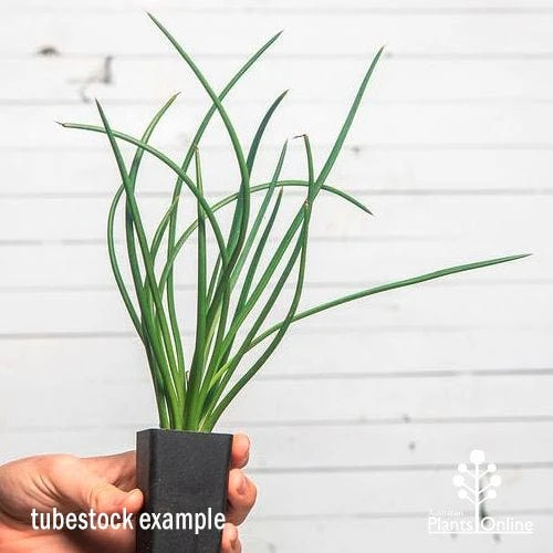 Agave Geminiflora - Succulent 4 Agave Geminiflora - Succulent - Image 2