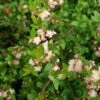 Austromyrtus Blush - Pink Midgem Berry -Bloom Field Shop austromyrtus blush