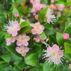 Austromyrtus Blush - Pink Midgem Berry -Bloom Field Shop austromyrtus blush close
