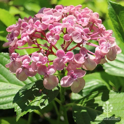 Hydrangea Ayesha 3 Hydrangea Ayesha