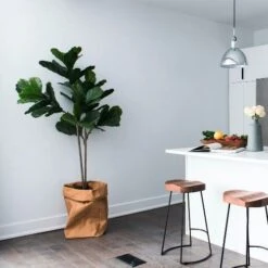 Ficus Lyrata Bambino - Fiddle Leaf Fig -Bloom Field Shop bambino kitchen