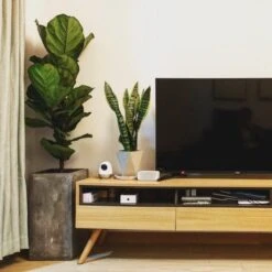Ficus Lyrata Bambino - Fiddle Leaf Fig -Bloom Field Shop bambino tv