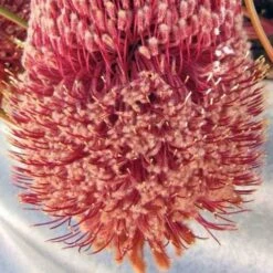 Banksia Blechnifolia -Bloom Field Shop banksia blechnifolia flickr nhq crop
