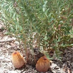 New Arrival 21 Banksia Blechnifolia