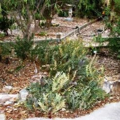 Banksia Blechnifolia -Bloom Field Shop banksia blechnifolia flickr sydney oats 3
