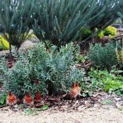 Banksia Blechnifolia -Bloom Field Shop banksia candles mt barker