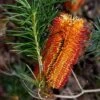 Banksia Spinulosa - Hairpin Banksia 1 Banksia Spinulosa - Hairpin Banksia -Bloom Field Shop banksia spinulosa flower