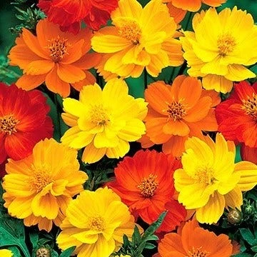 Cosmos Carpet Formula - Seed 4 Cosmos Carpet Formula - Seed - Image 2