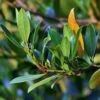 Laurus Miles Choice - Bay Tree -Bloom Field Shop bay leaves