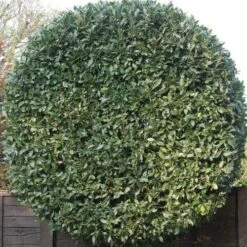 Laurus Miles Choice - Bay Tree -Bloom Field Shop baytree flickr brian snelson 500