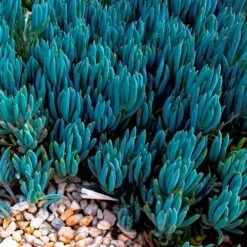 Senecio Chalk Sticks - Succulent -Bloom Field Shop blue chalk sticks groundcover