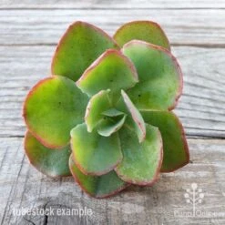 Echeveria Blue Curls - Succulent 12 Echeveria Blue Curls - Succulent -Bloom Field Shop blue curls