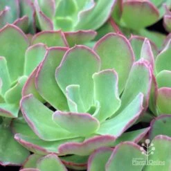 Echeveria Blue Curls - Succulent 10 Echeveria Blue Curls - Succulent -Bloom Field Shop blue curls 500