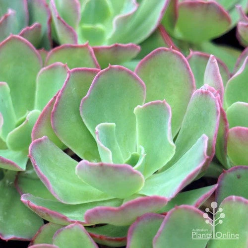 Echeveria Blue Curls - Succulent 5 Echeveria Blue Curls - Succulent - Image 3