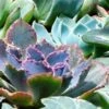 Echeveria Blue Curls - Succulent -Bloom Field Shop blue curls crop
