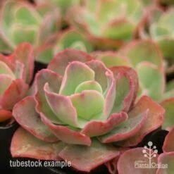 Echeveria Blue Curls - Succulent 11 Echeveria Blue Curls - Succulent -Bloom Field Shop blue curls side